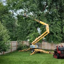 Best Hedge Trimming  in Haslet, TX