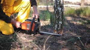 Best Tree Preservation Services  in Haslet, TX