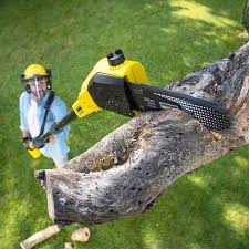 Best Tree Disease Treatment  in Haslet, TX