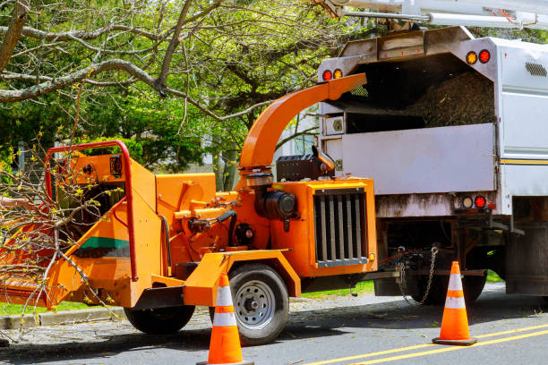 Best Tree Removal  in Haslet, TX