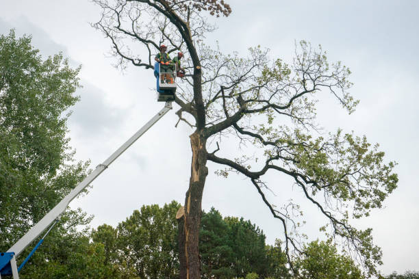 Best Root Management and Removal  in Haslet, TX