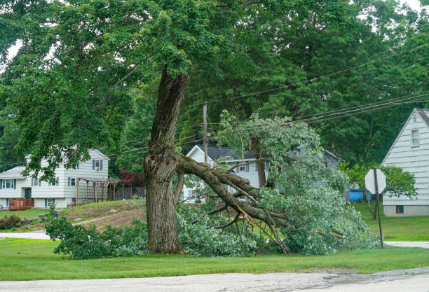 How Our Tree Care Process Works  in Haslet, TX