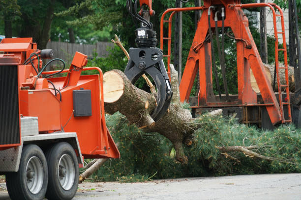 Best Stump Grinding and Removal  in Haslet, TX