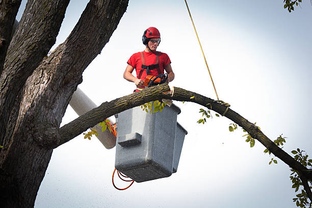 Best Palm Tree Trimming  in Haslet, TX