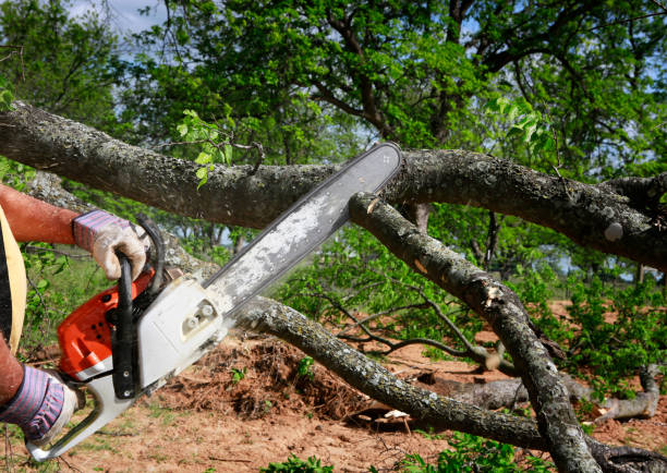 Best Weed Control  in Haslet, TX